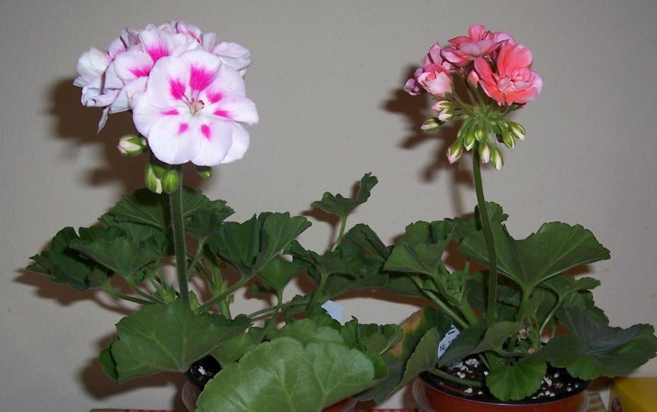 Герань. My home- flowers