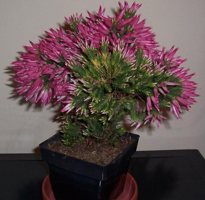 Italian Heather -так написано было на табличке, когда получила подарок :). My home- flowers