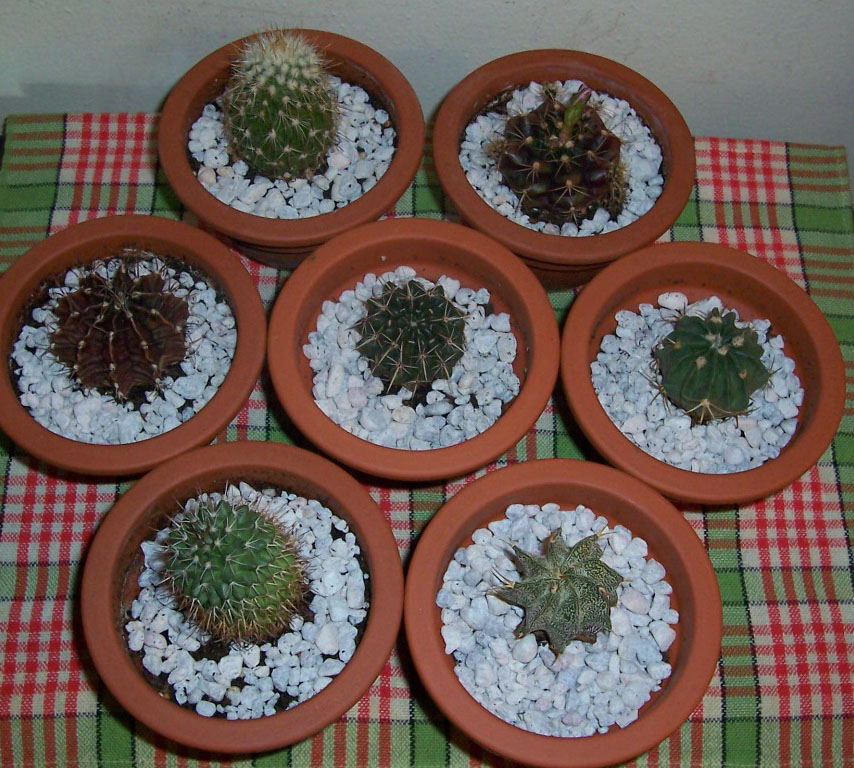 Мои любимцы - кактусы. My home- flowers