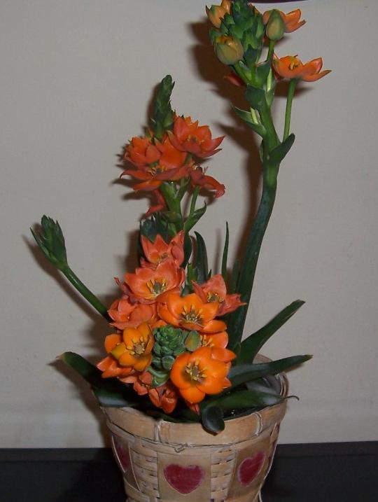 Sun Star - название условное - по табличке к подарку. My home- flowers