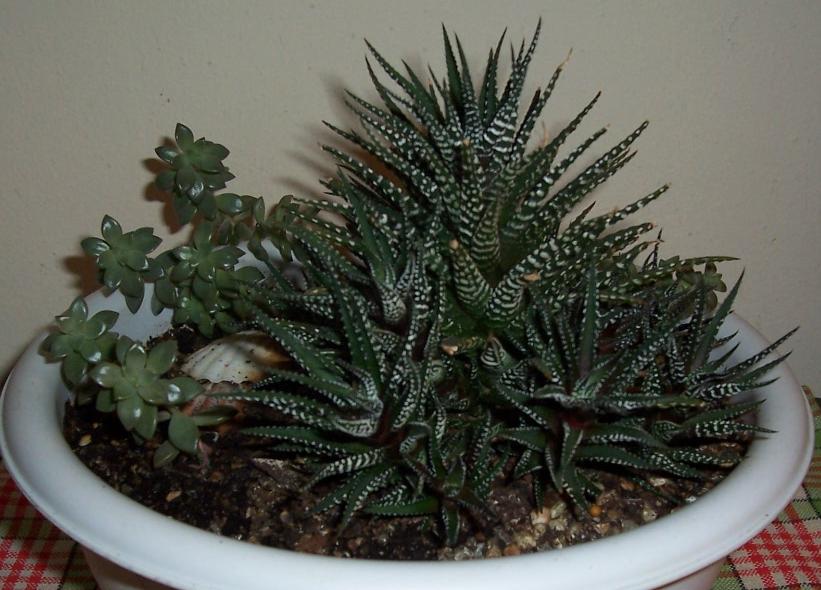 Хавортия. My home- flowers