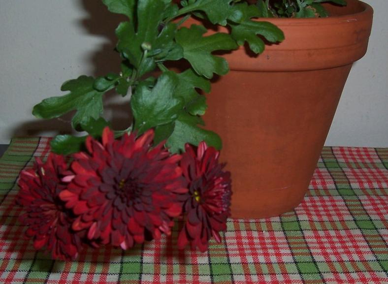 Хризантема. My home- flowers