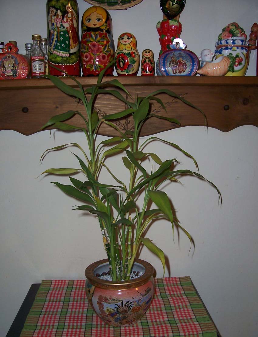 Lucky Bamboo. My home- flowers