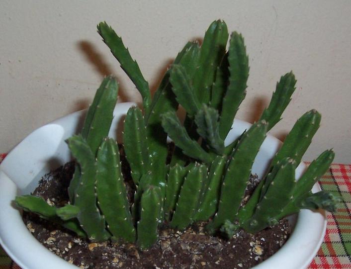 Суккулент. My home- flowers