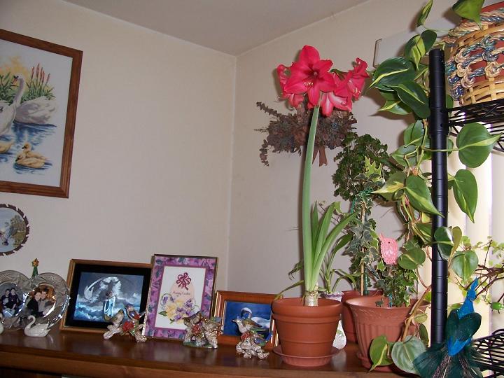 Гиппеаструм. My home- flowers