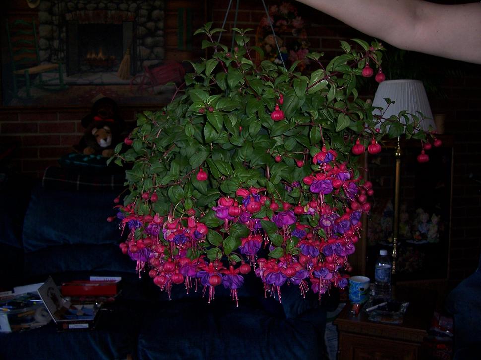 Fucsia. My home- flowers