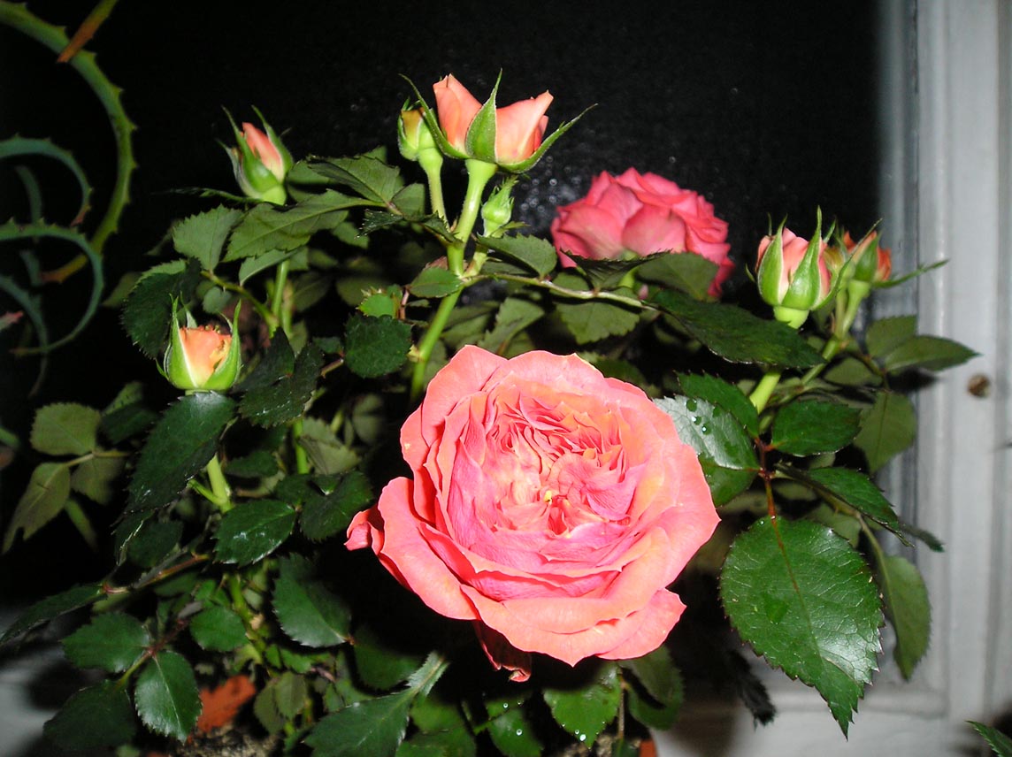 Роза Бью. Мои Цветы