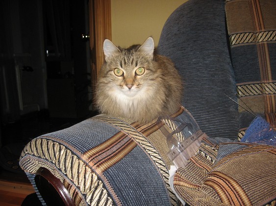 Любимица наша!. Тинка-картинка!!