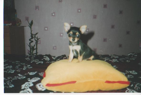 а это  наша  любимая  собачка  Мэри,   здесь ей 2 месяца,  'чихуа-хуа'.. мои  животные