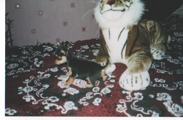 мои  животные