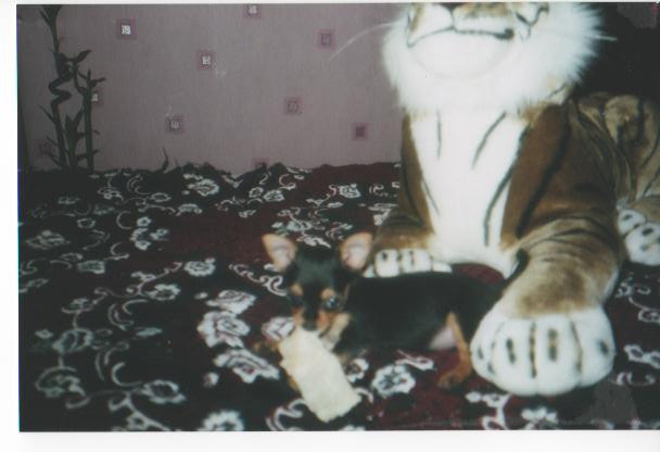 мои  животные