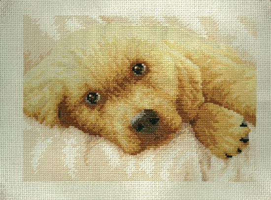 Dimensions Золотой щенок 