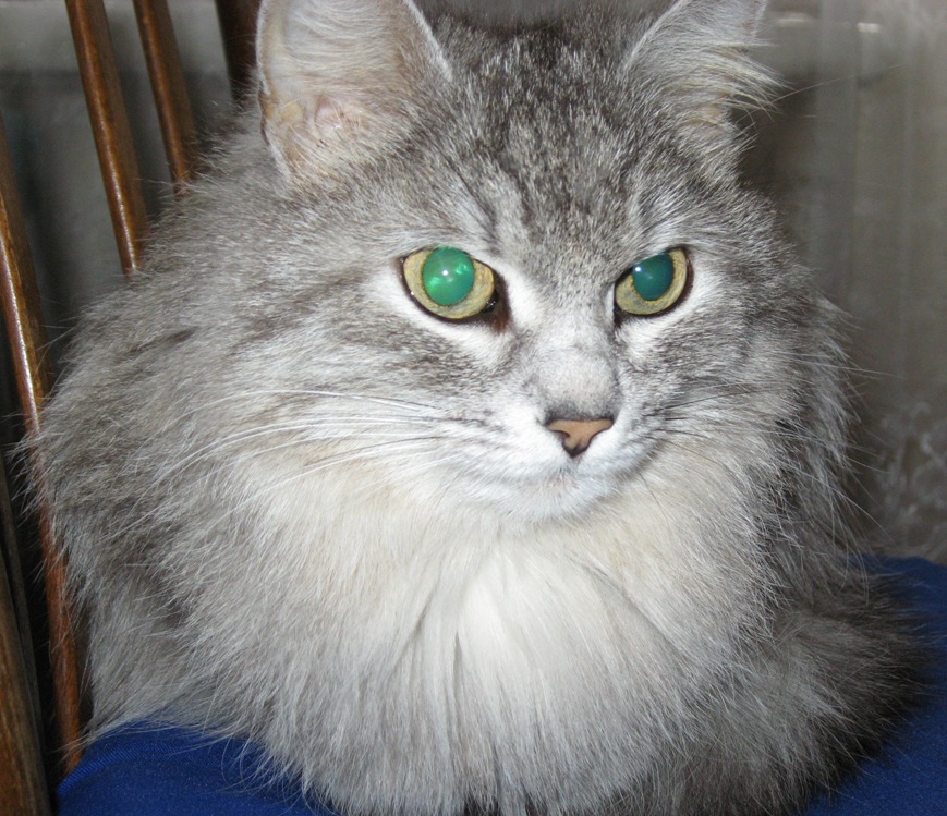 Кусёна недовольная. Кусёна