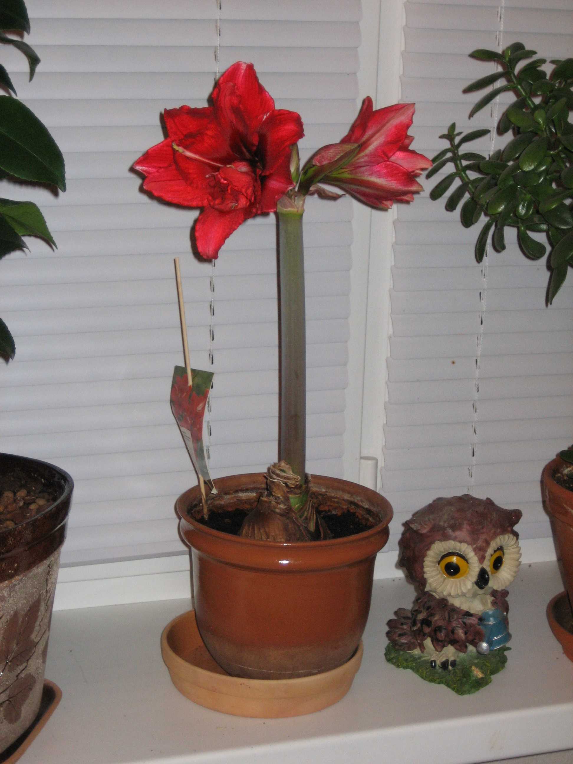 Мамин цветник