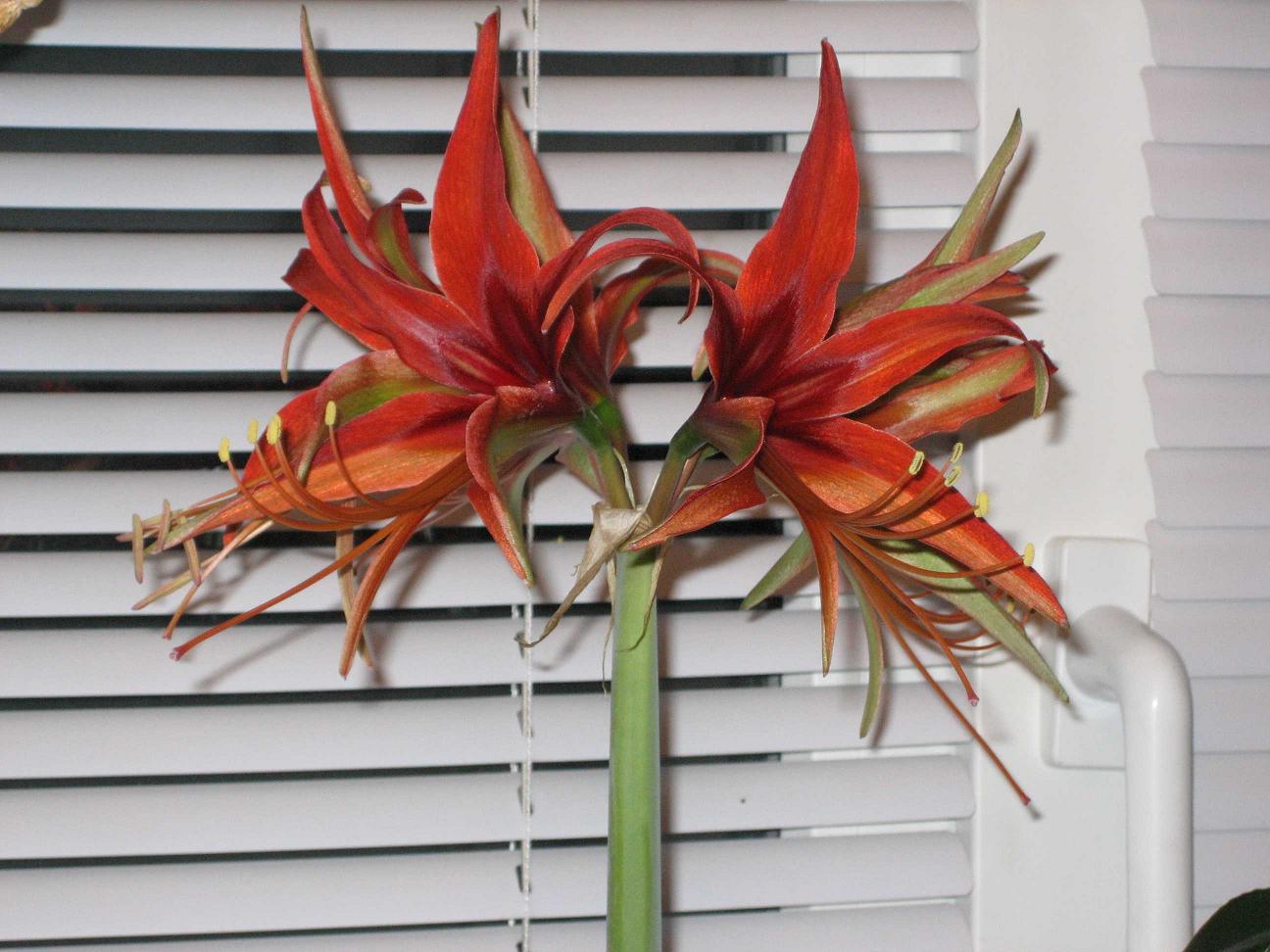 Мамин цветник