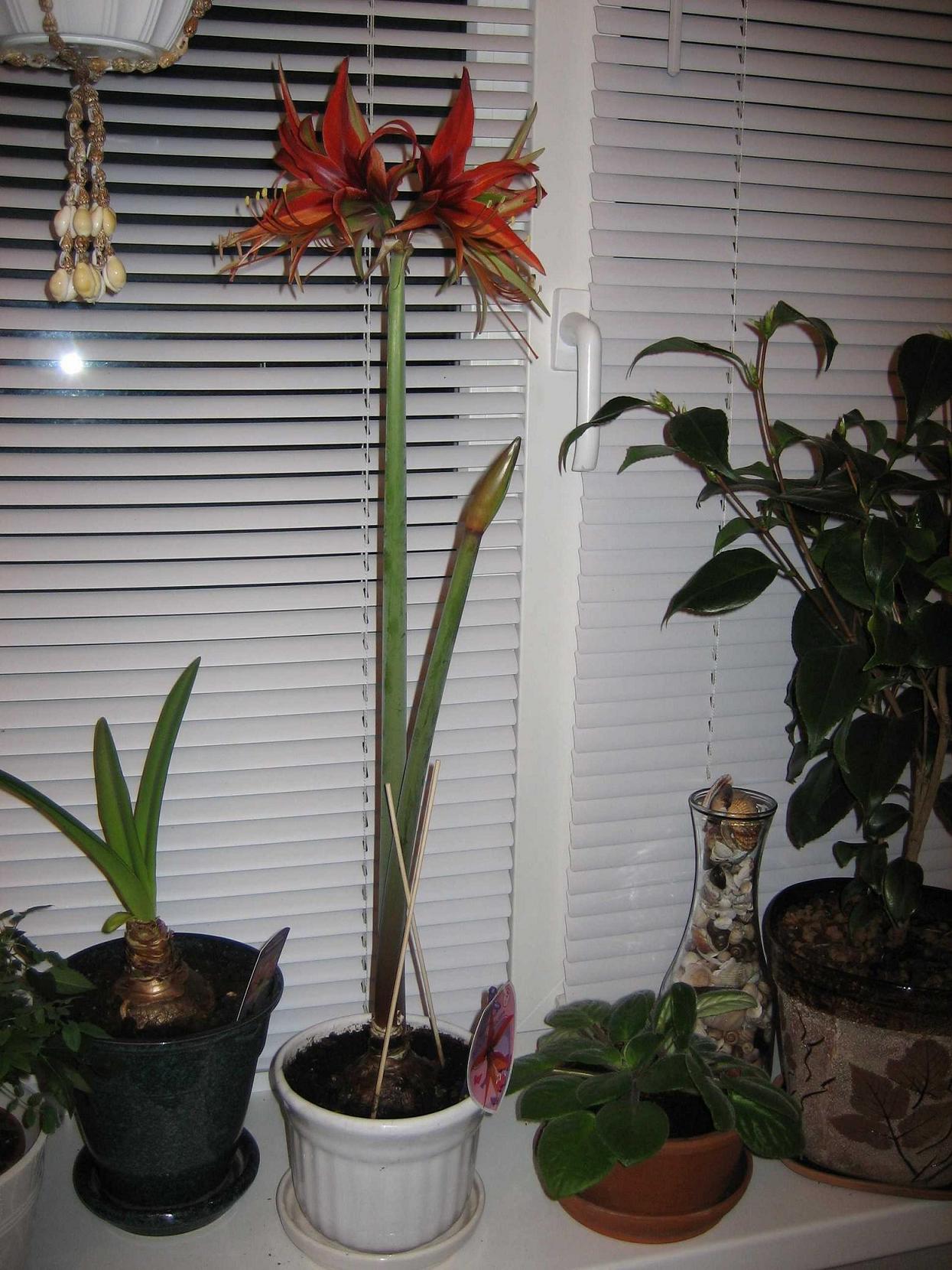 Мамин цветник