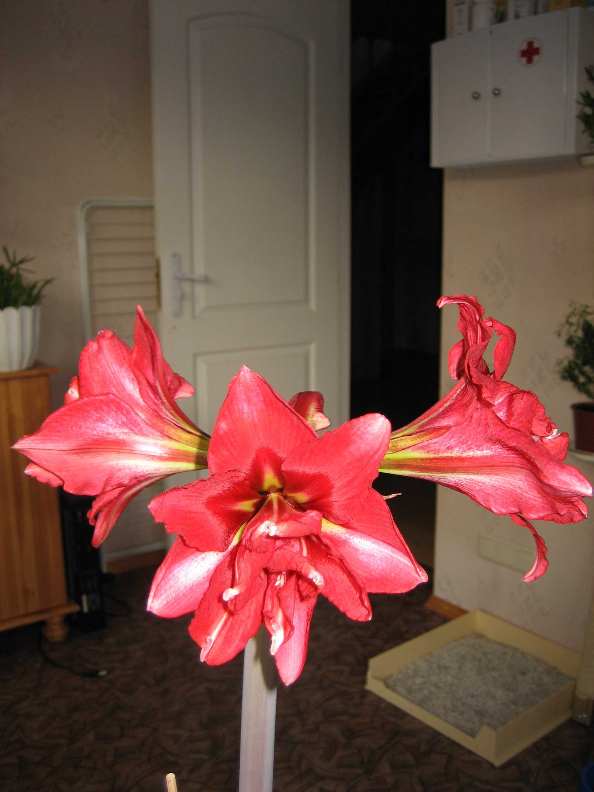 Мамин цветник