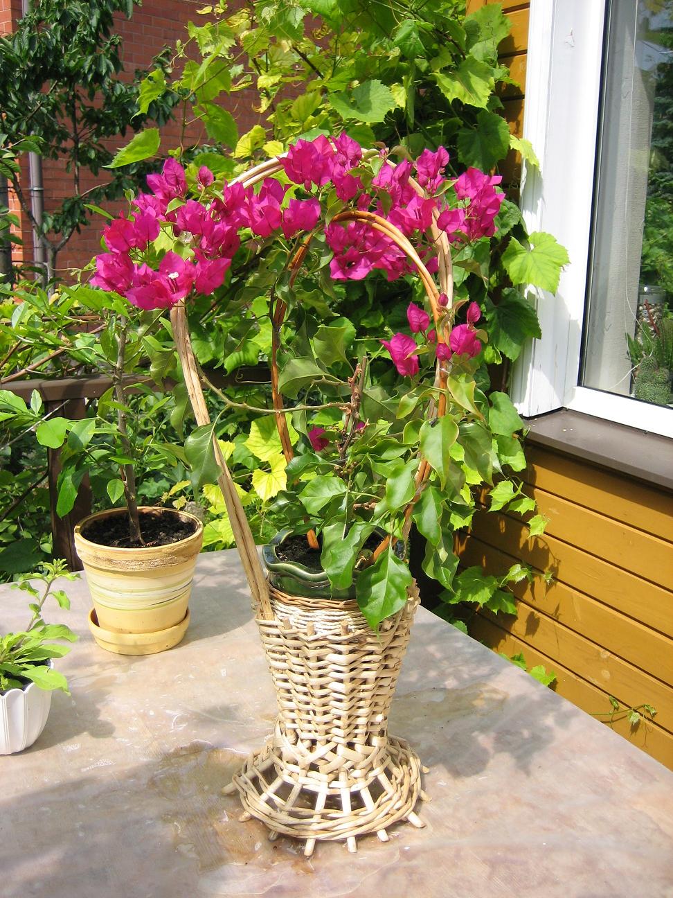 Мамин цветник