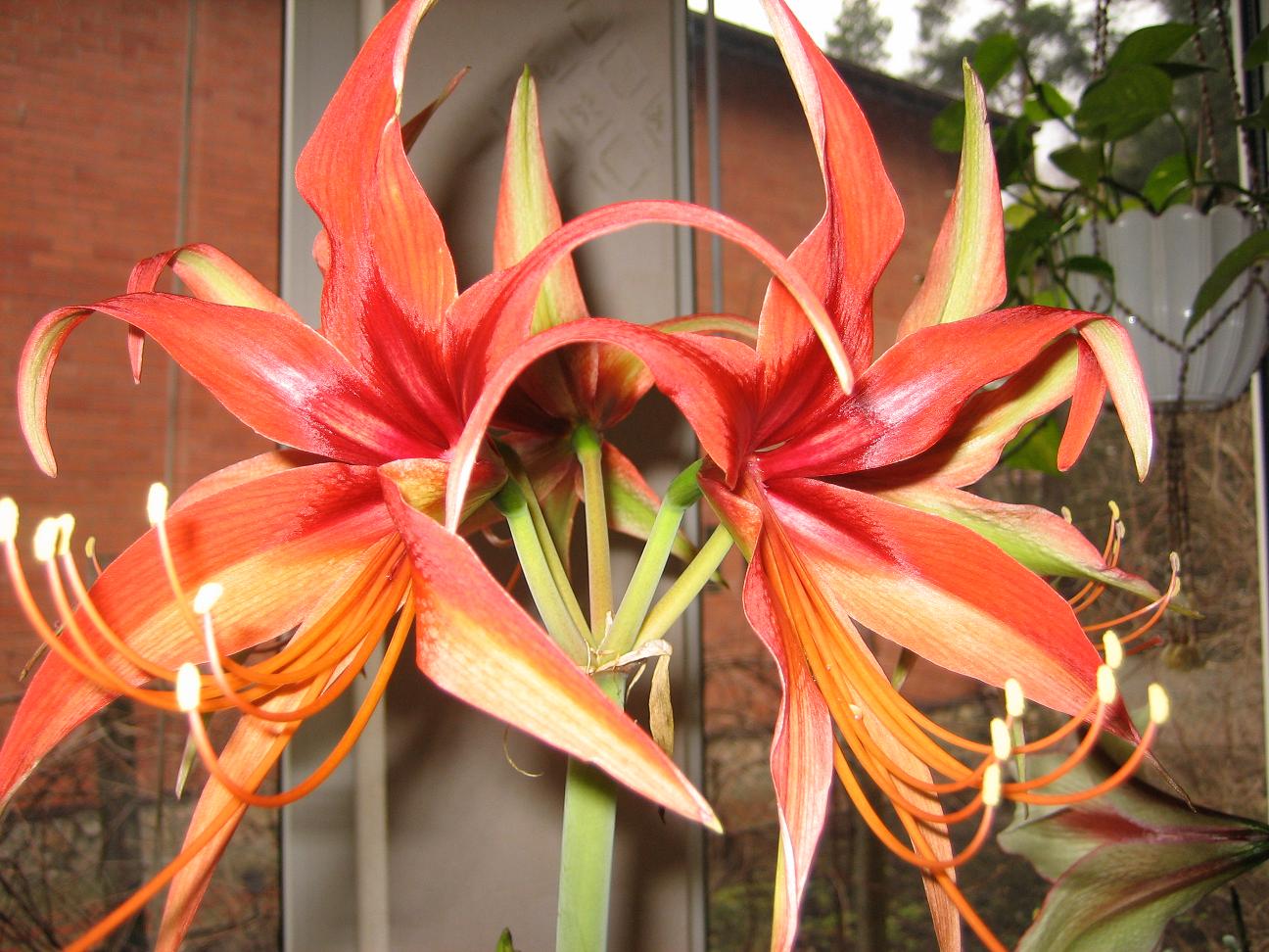 Мамин цветник