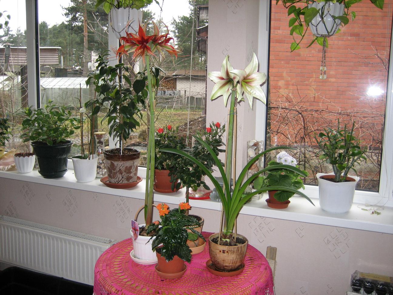 Мамин цветник