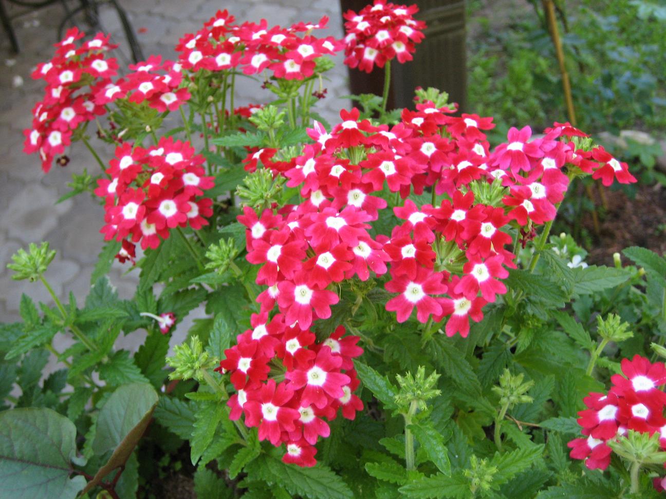 Мамин цветник