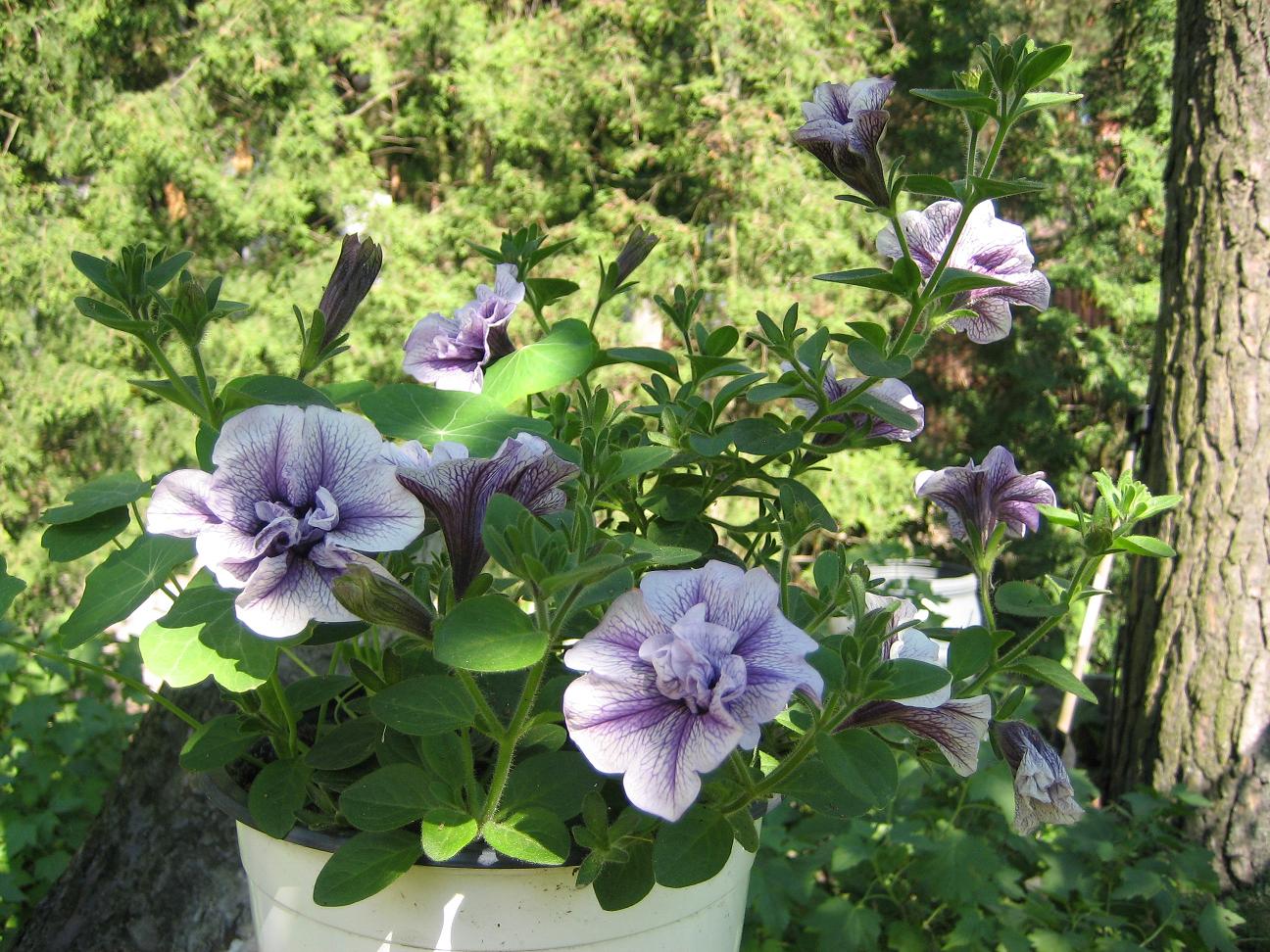 Мамин цветник