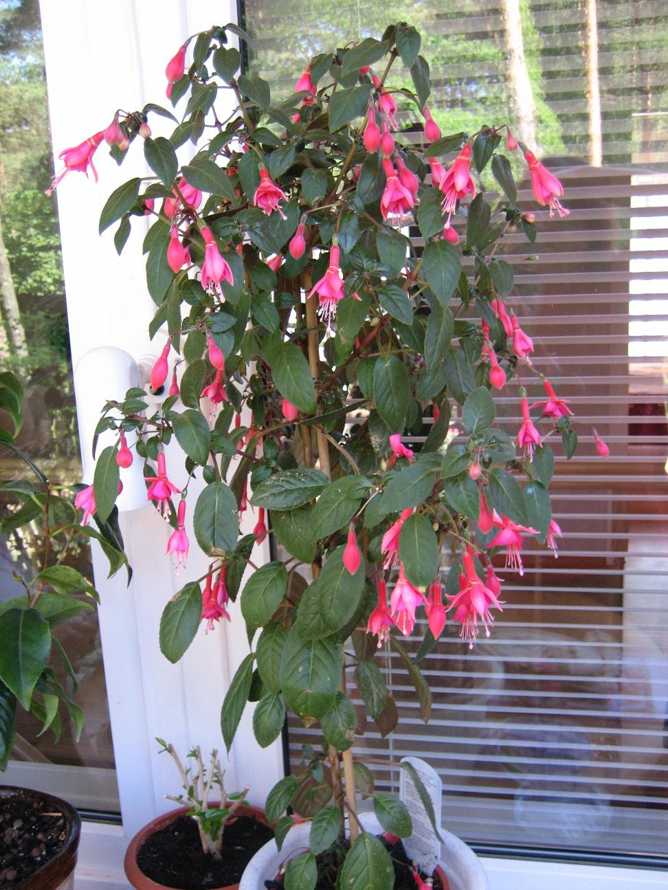 Мамин цветник