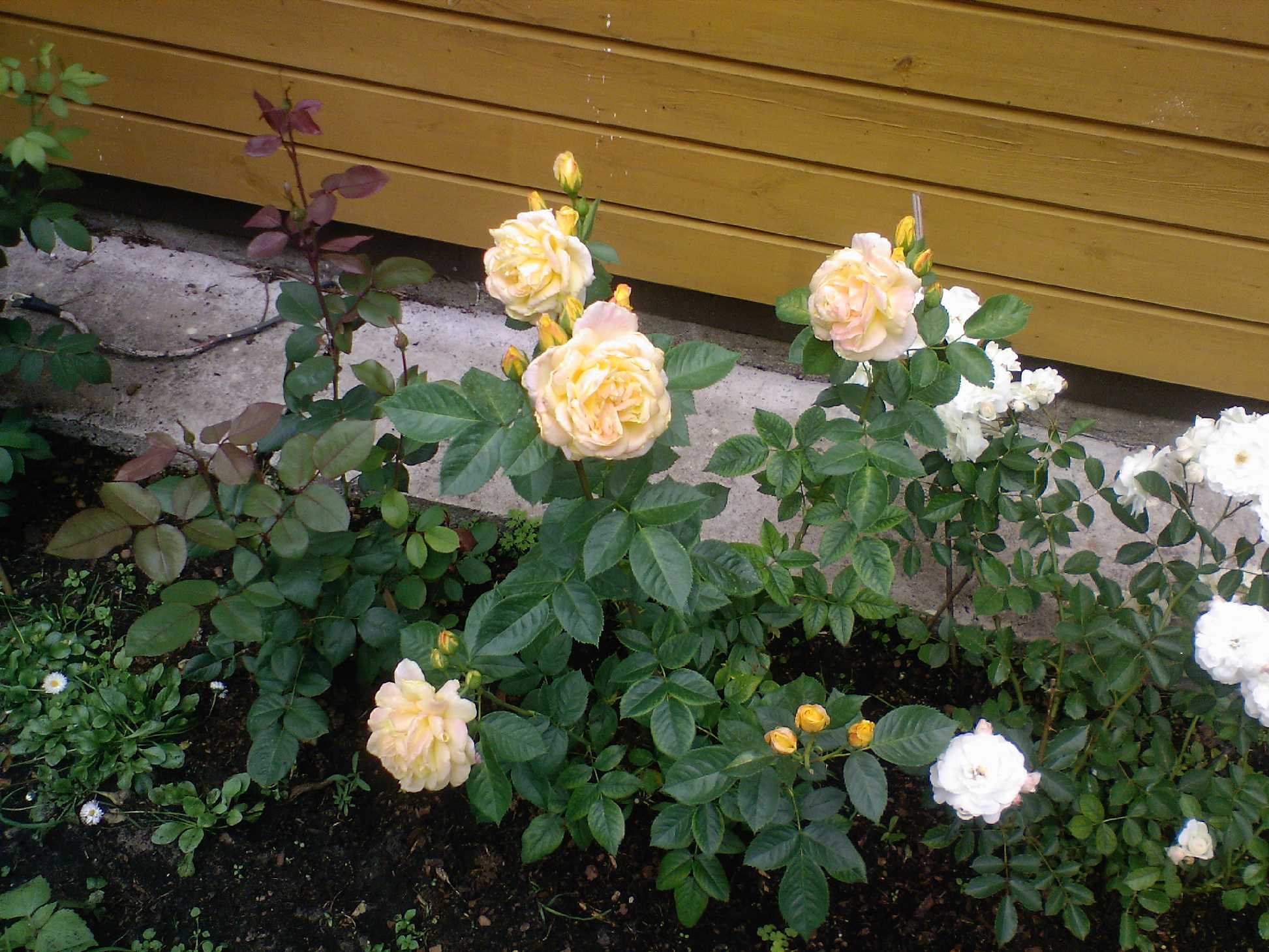 Мамин цветник