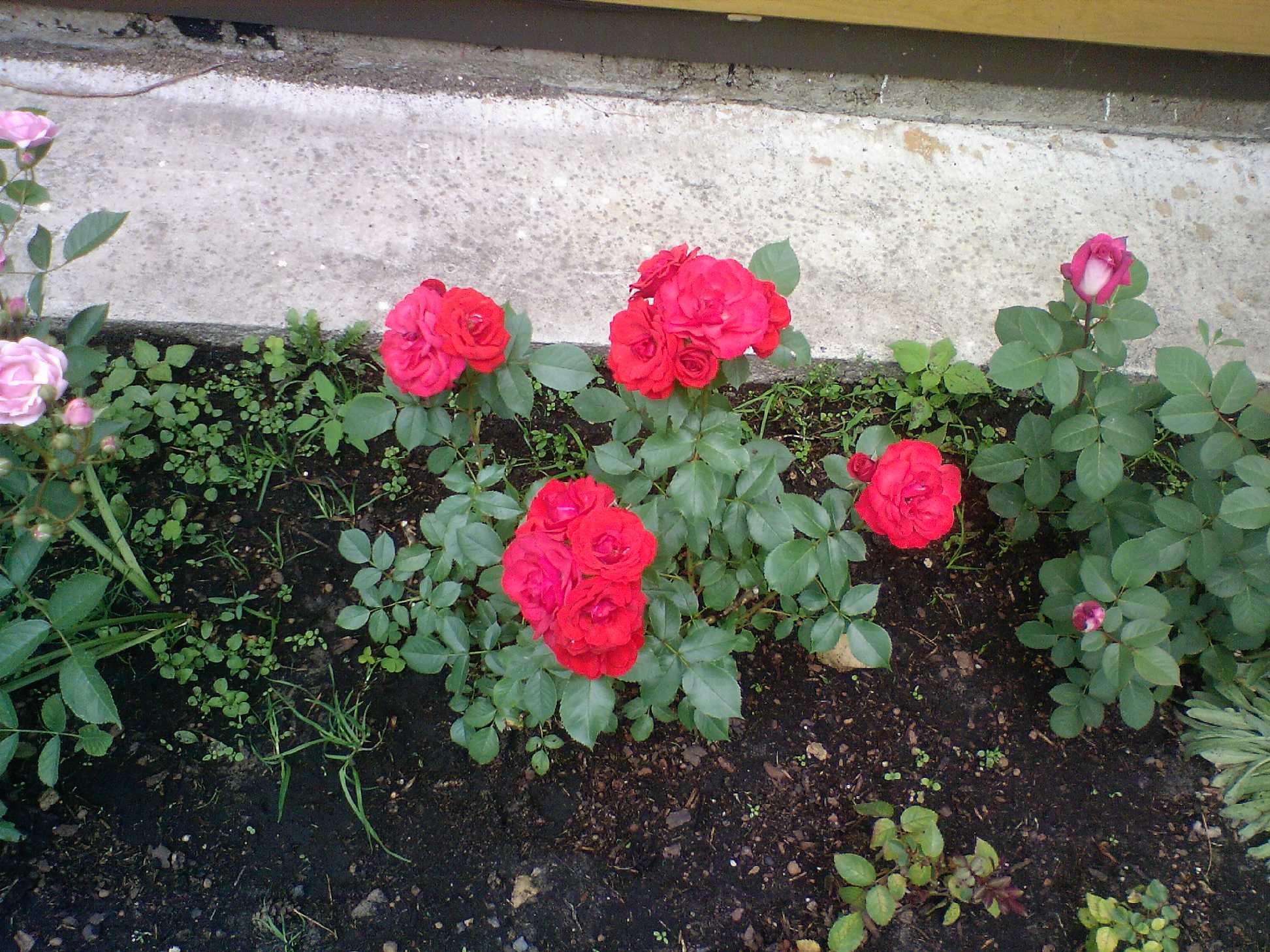 Мамин цветник