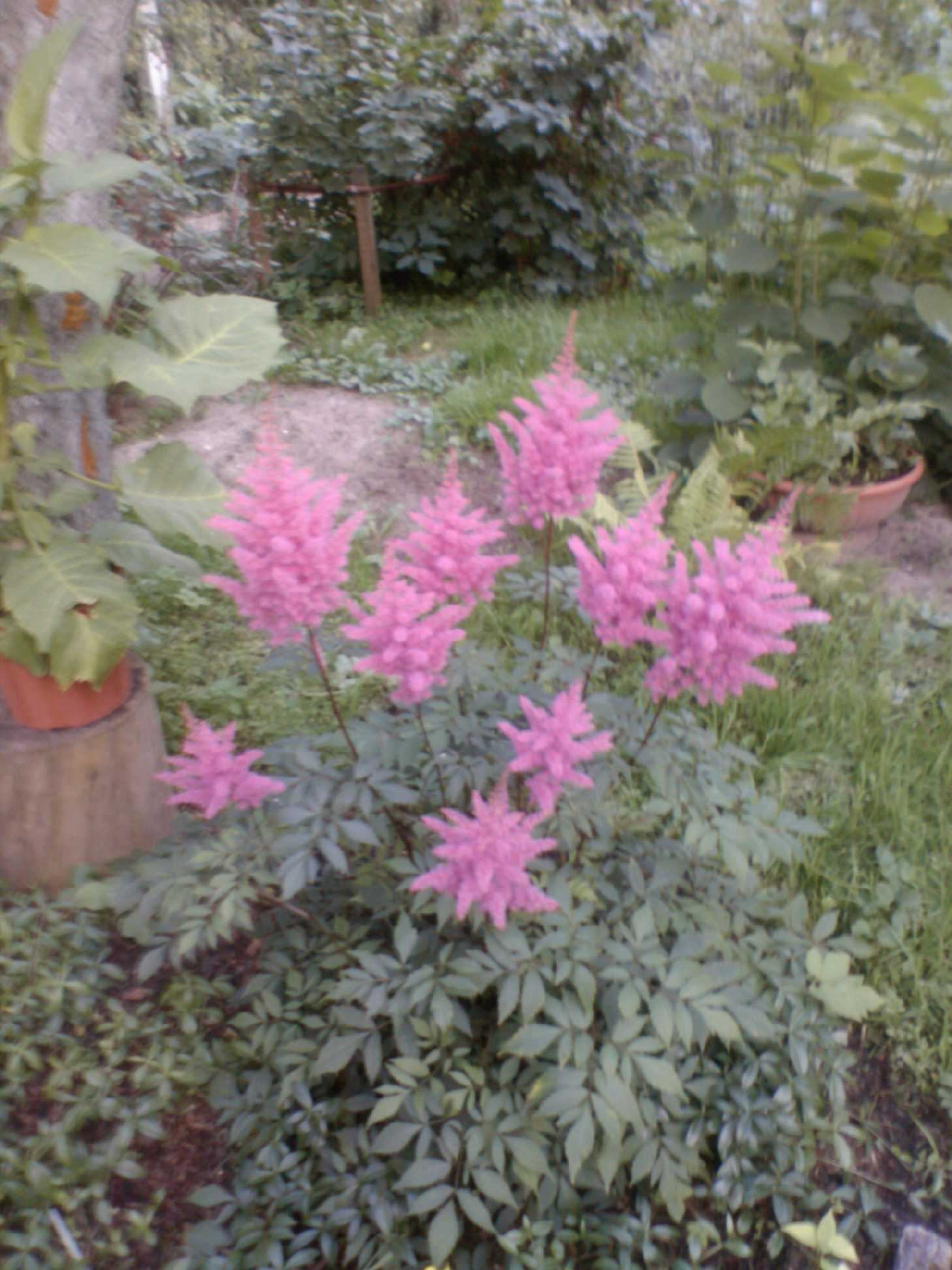 Мамин цветник