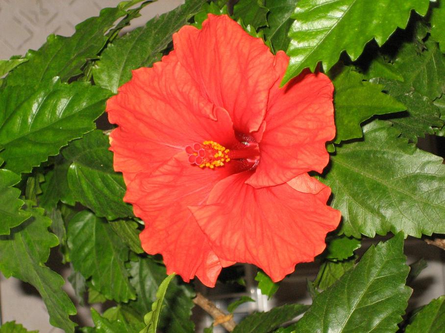 Мамин цветник