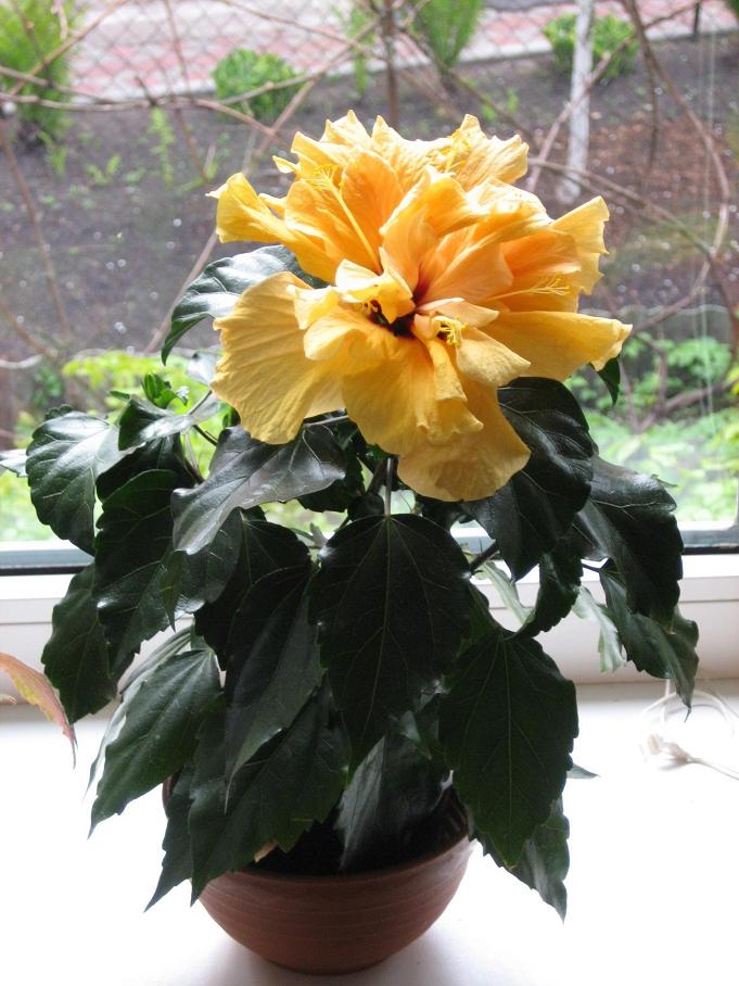 Мамин цветник