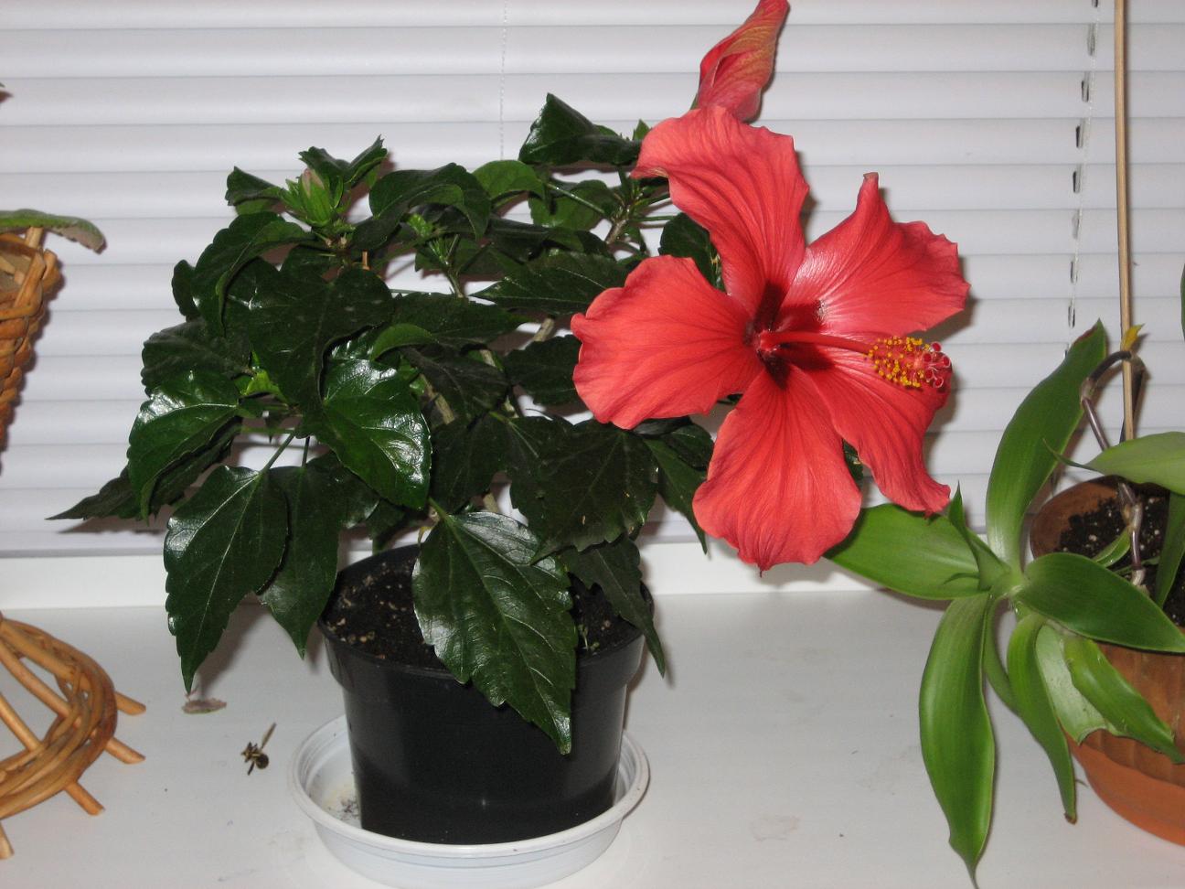 Мамин цветник