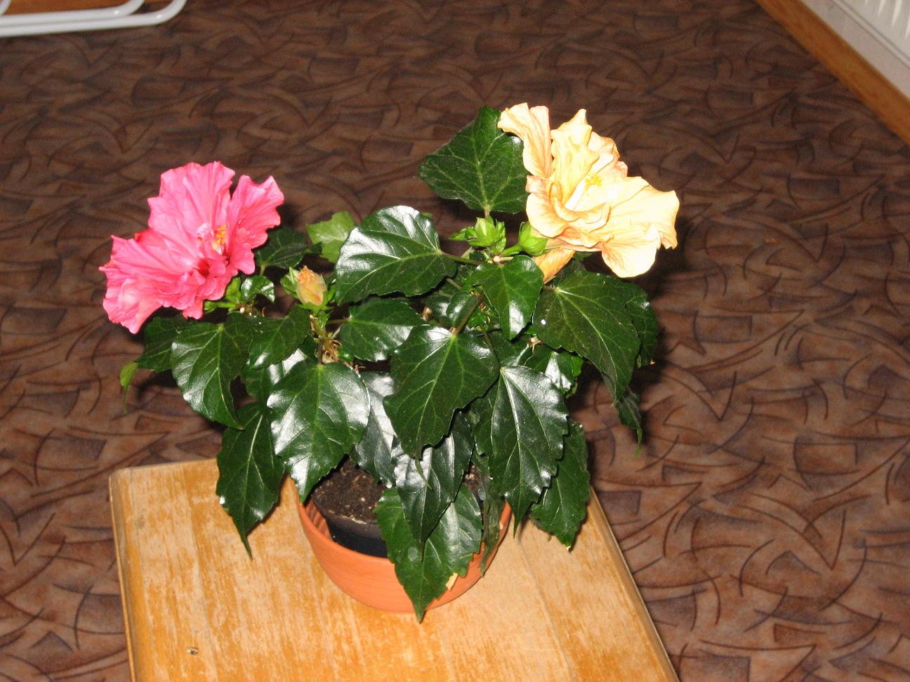 Мамин цветник