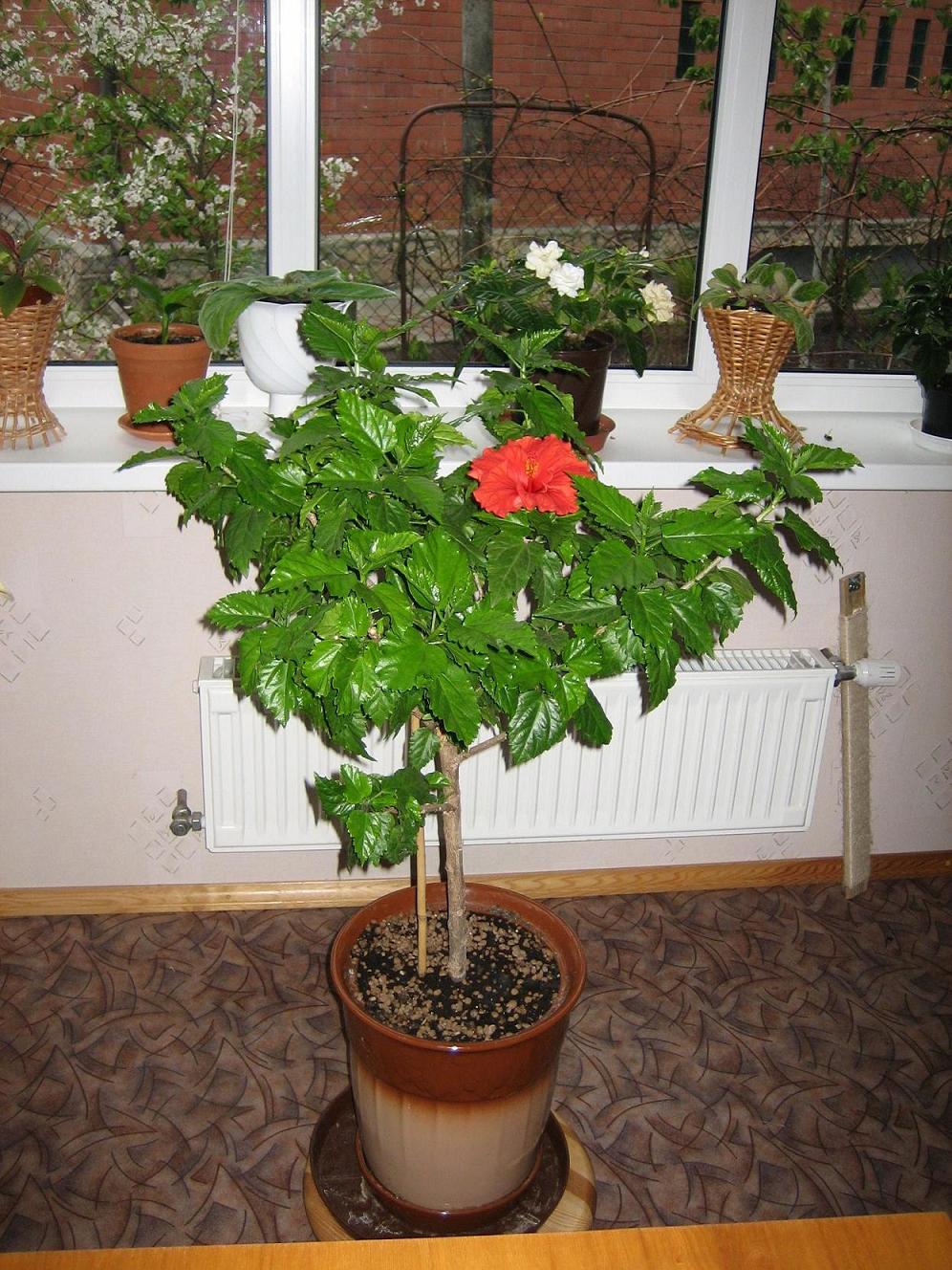 Мамин цветник