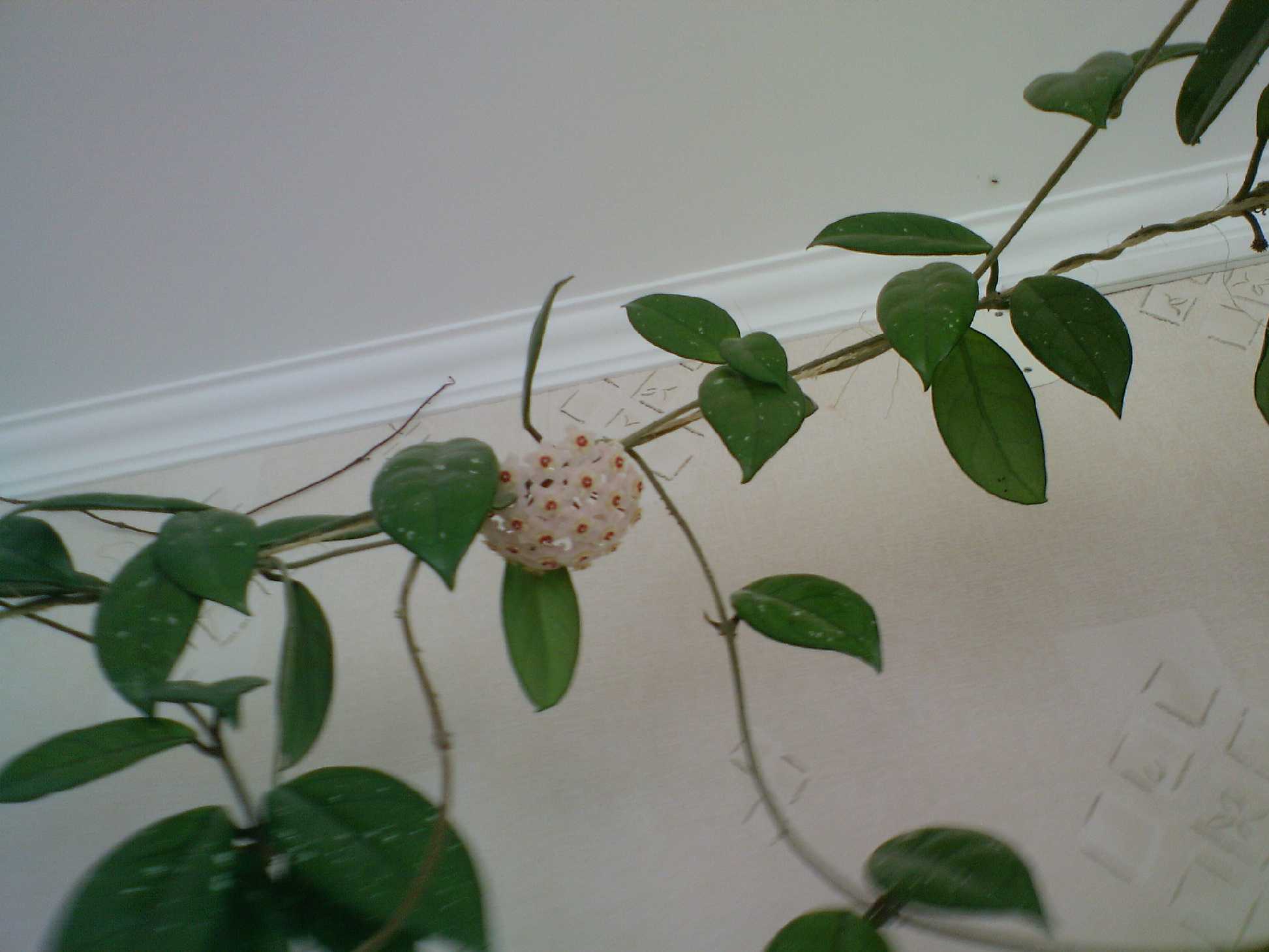 Мамин цветник