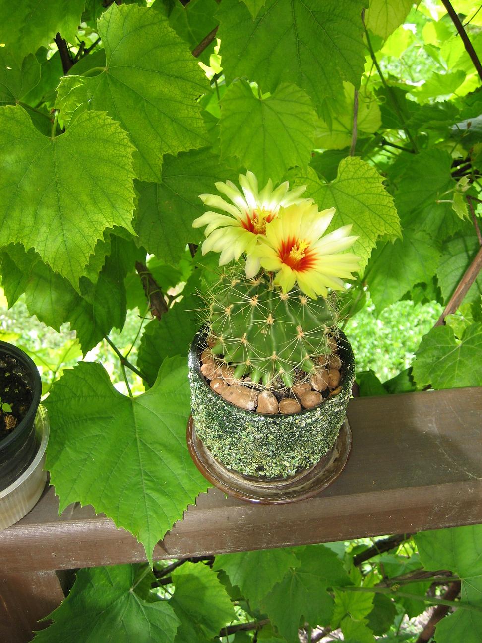 Мамин цветник