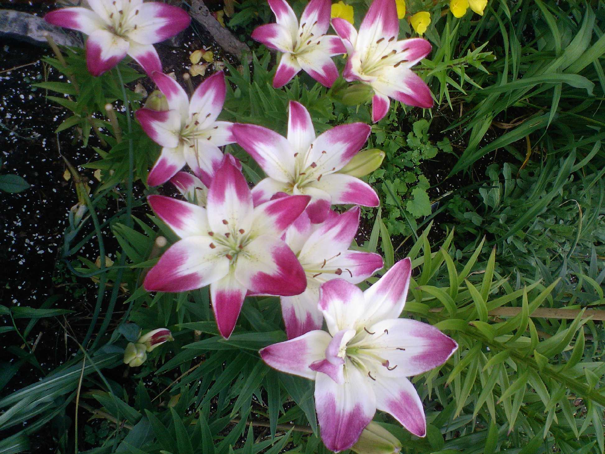 Мамин цветник