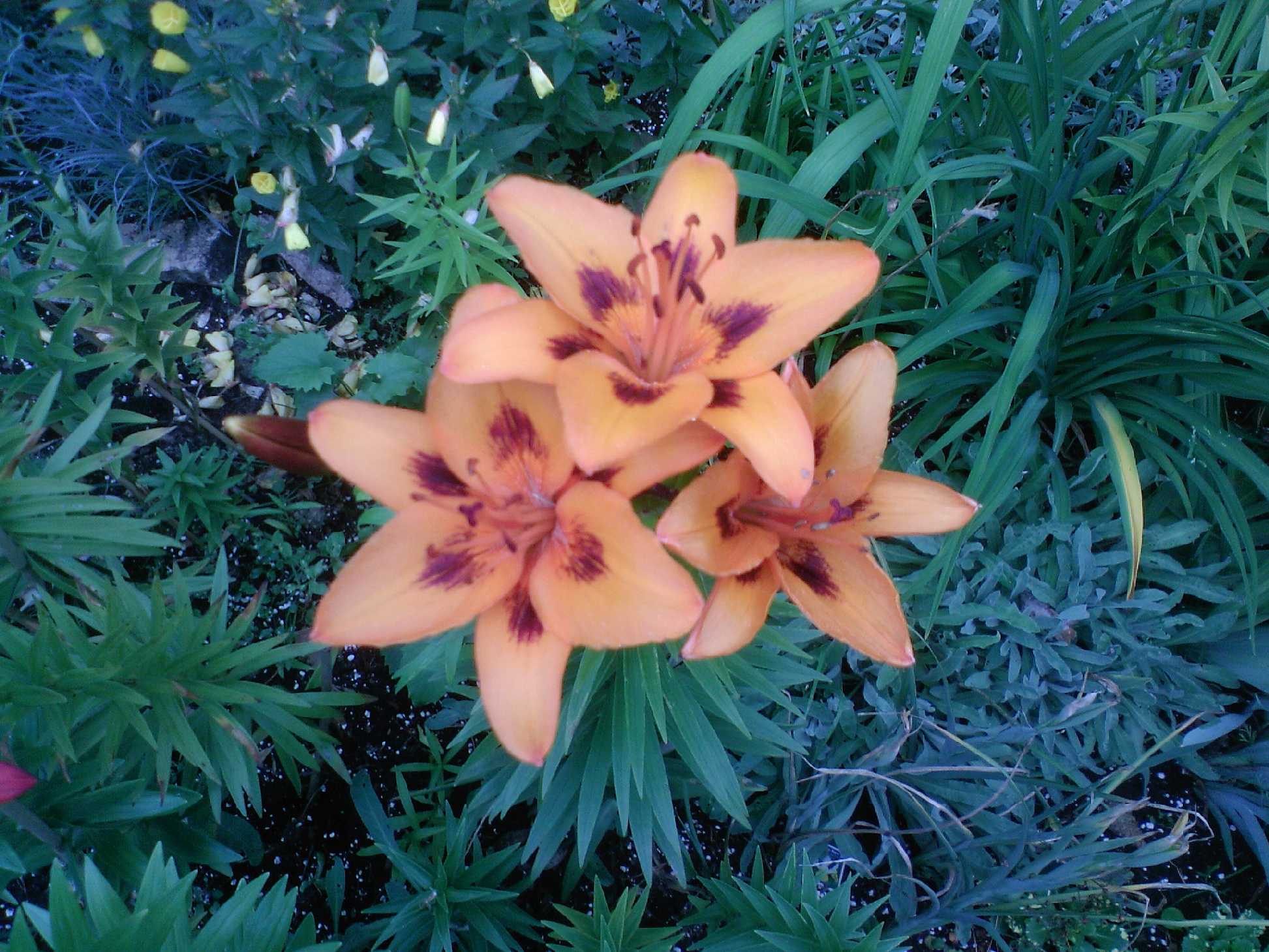 Мамин цветник