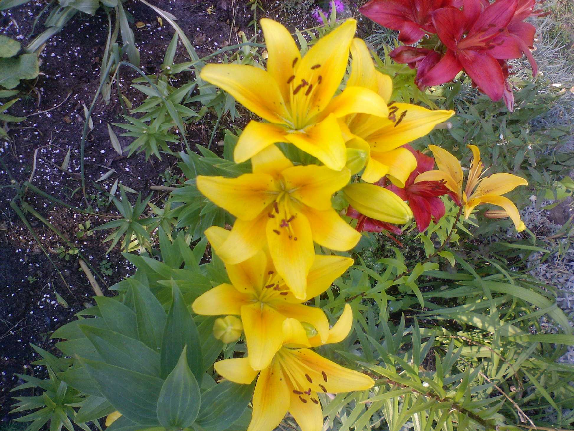 Мамин цветник