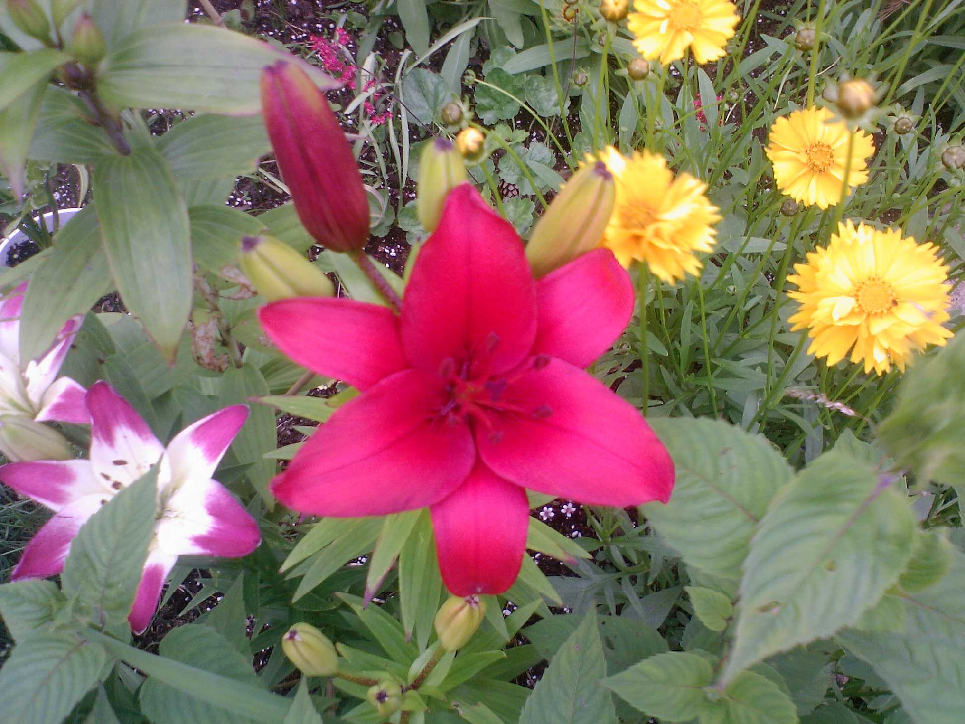 Мамин цветник