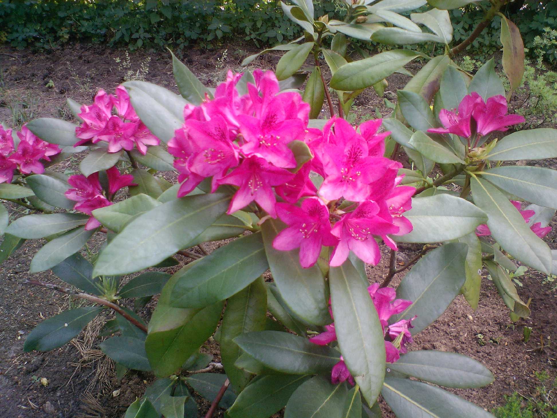 Мамин цветник