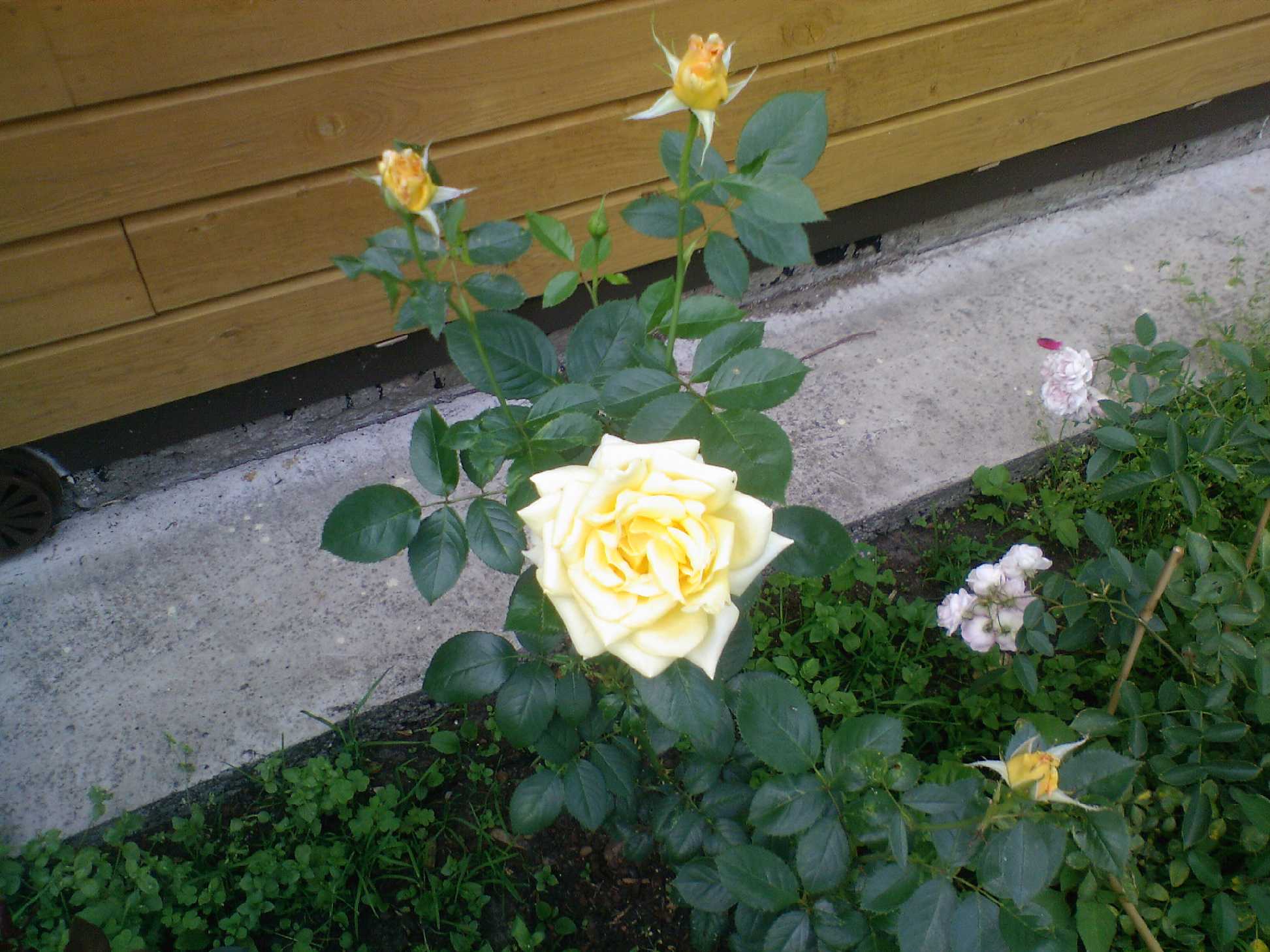 Мамин цветник