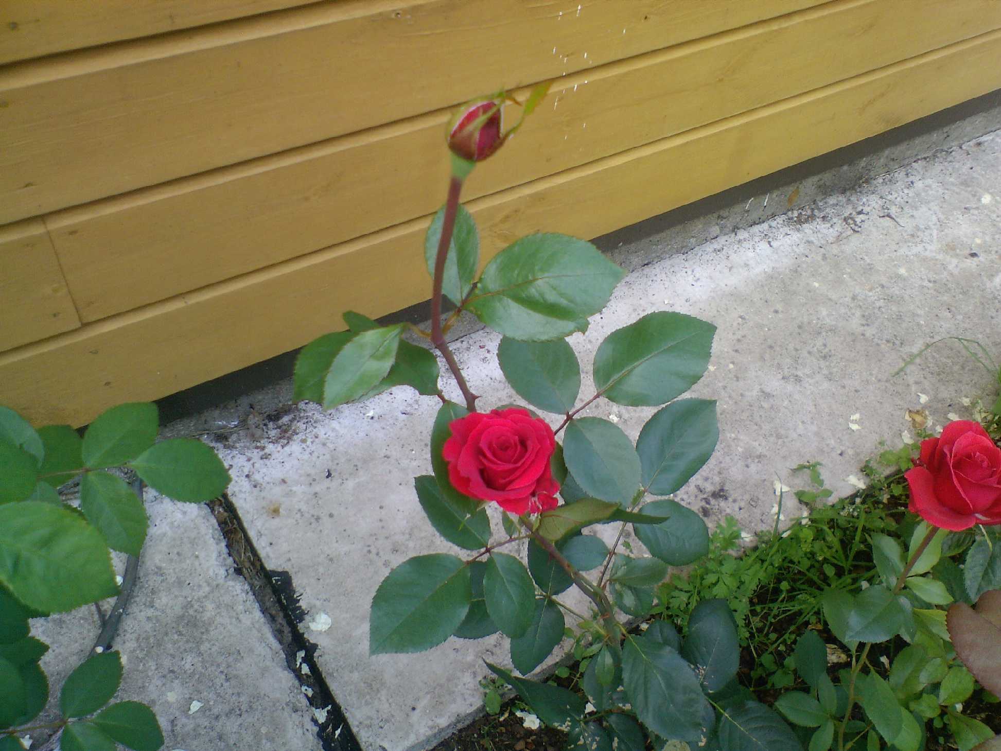 Мамин цветник