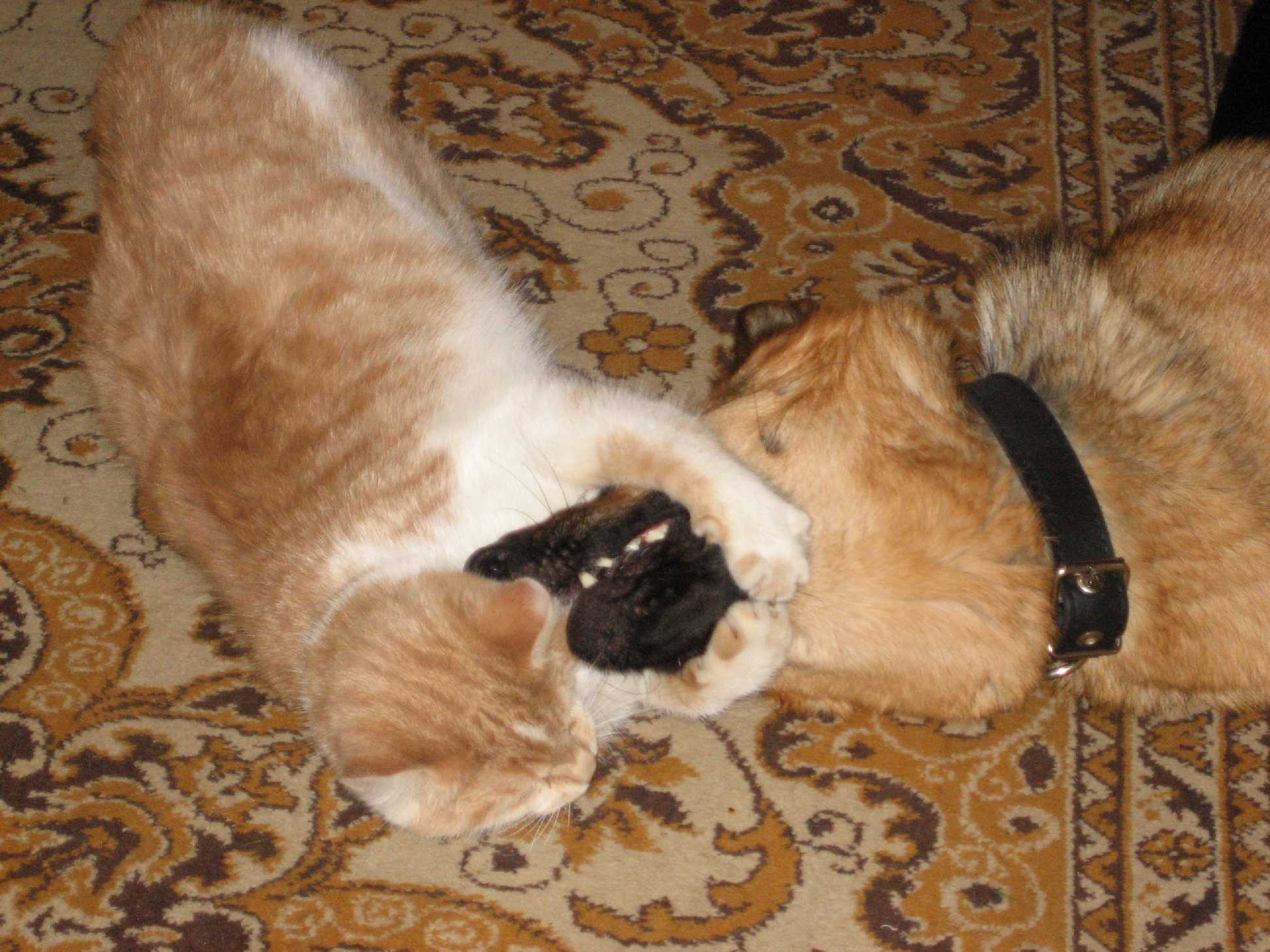 Наши любимцы