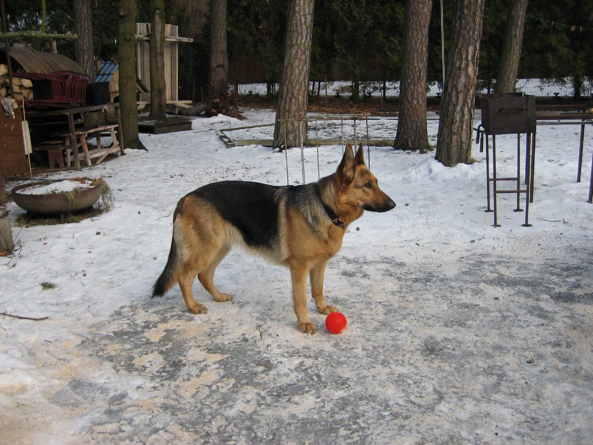 Наши любимцы