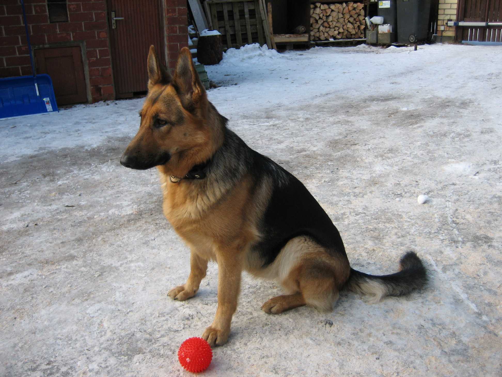 Наши любимцы