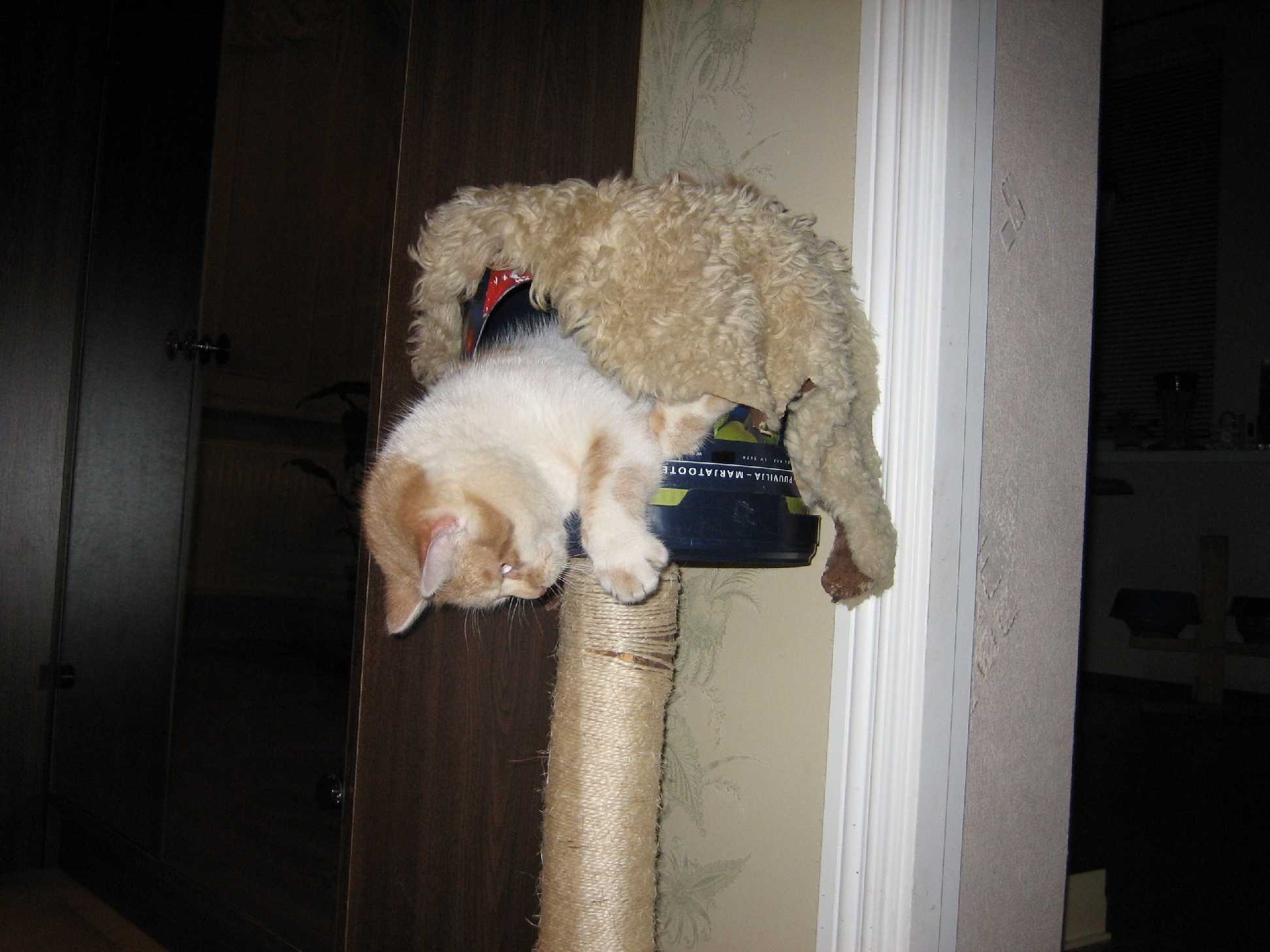 Наши любимцы