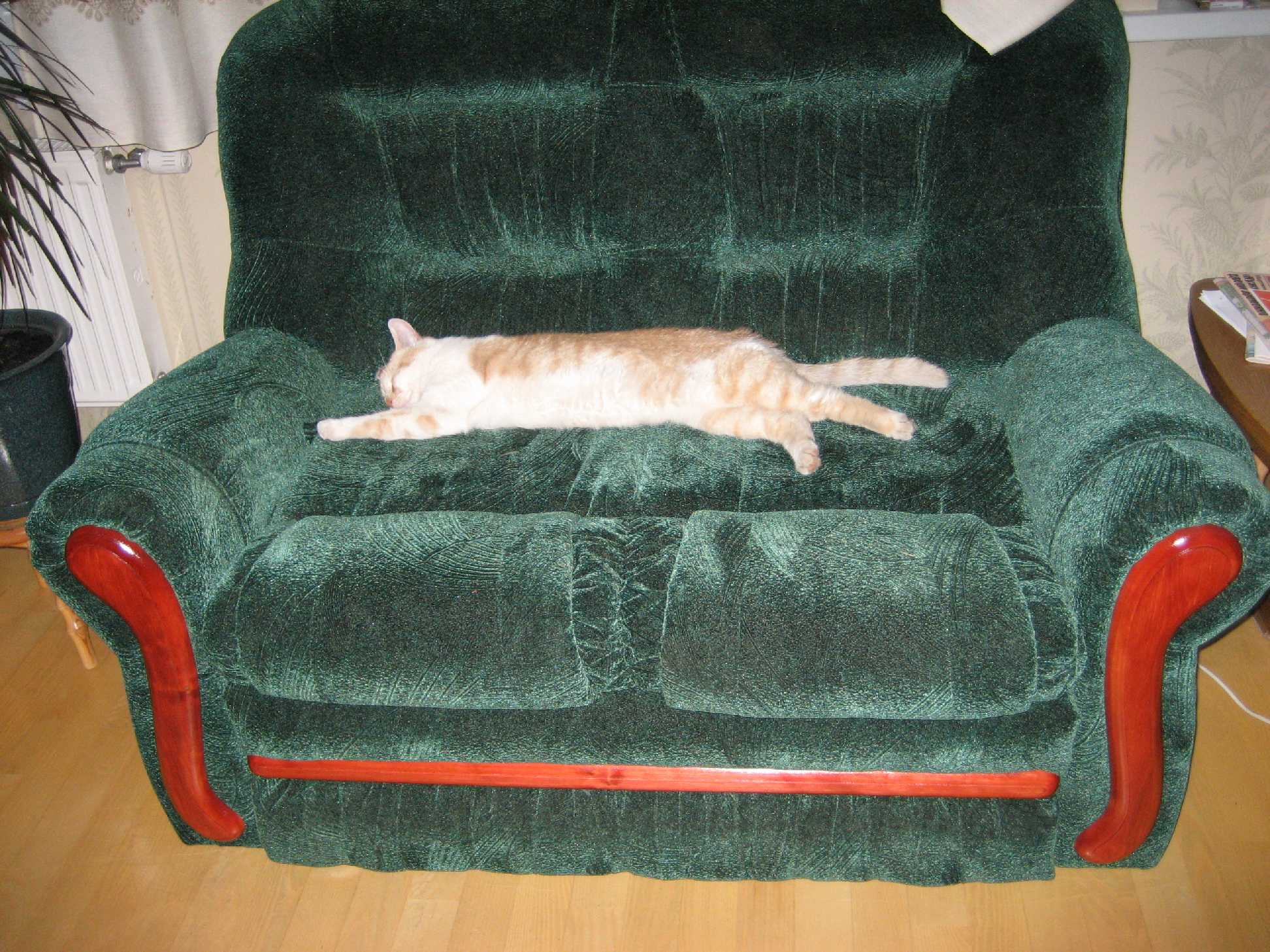 Наши любимцы