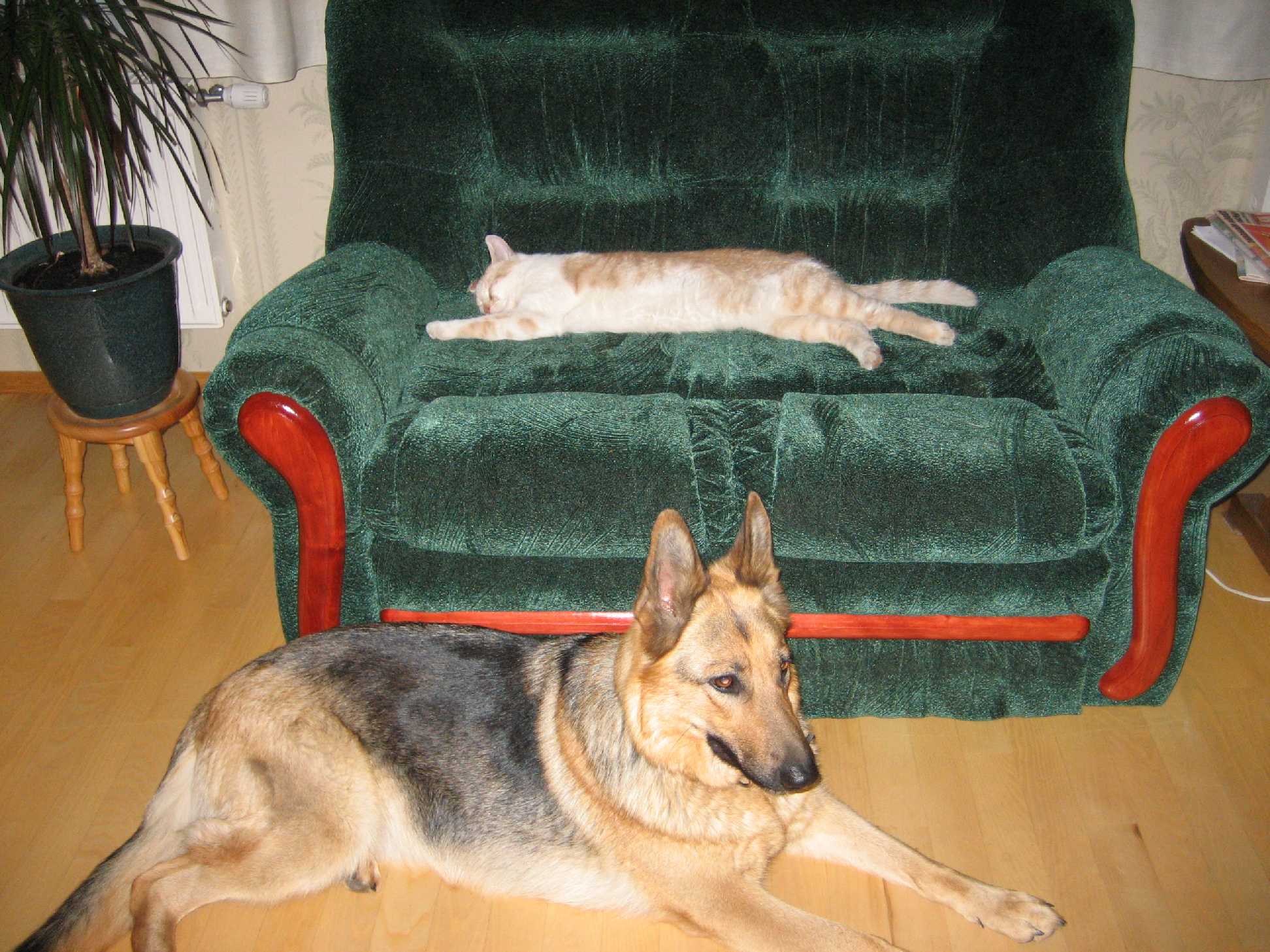 Наши любимцы